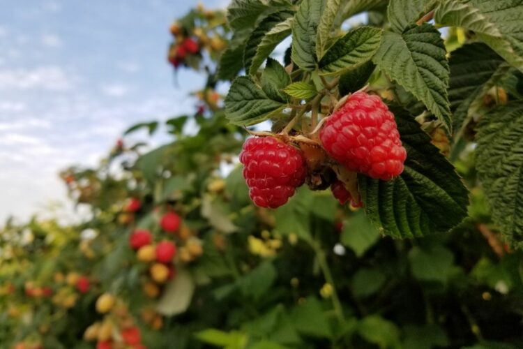 Aprenda A Como Plantar Framboesas Passo A Passo Agrorural Net