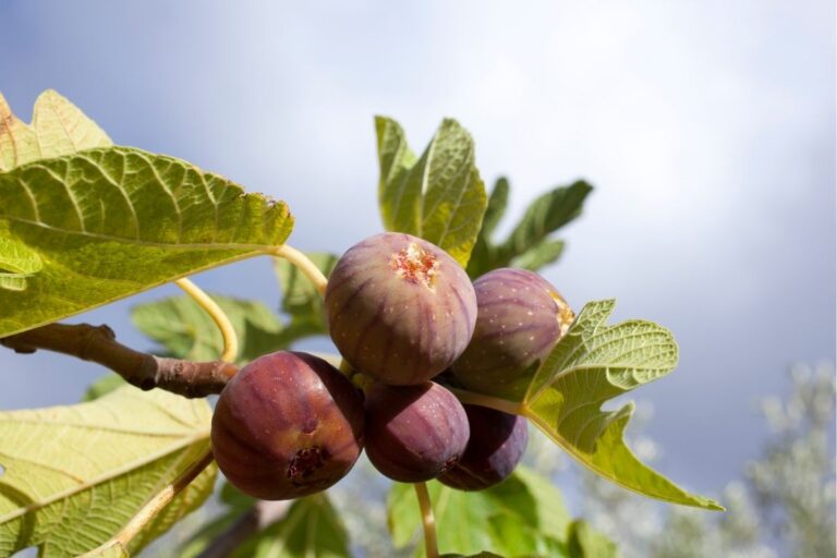 Veja Como Cultivar Figueira Asi Tica E Confira Quais Os Benef Cios