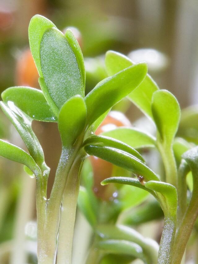 Dicas infalíveis de como cultivar Agrião da terra Agrorural net