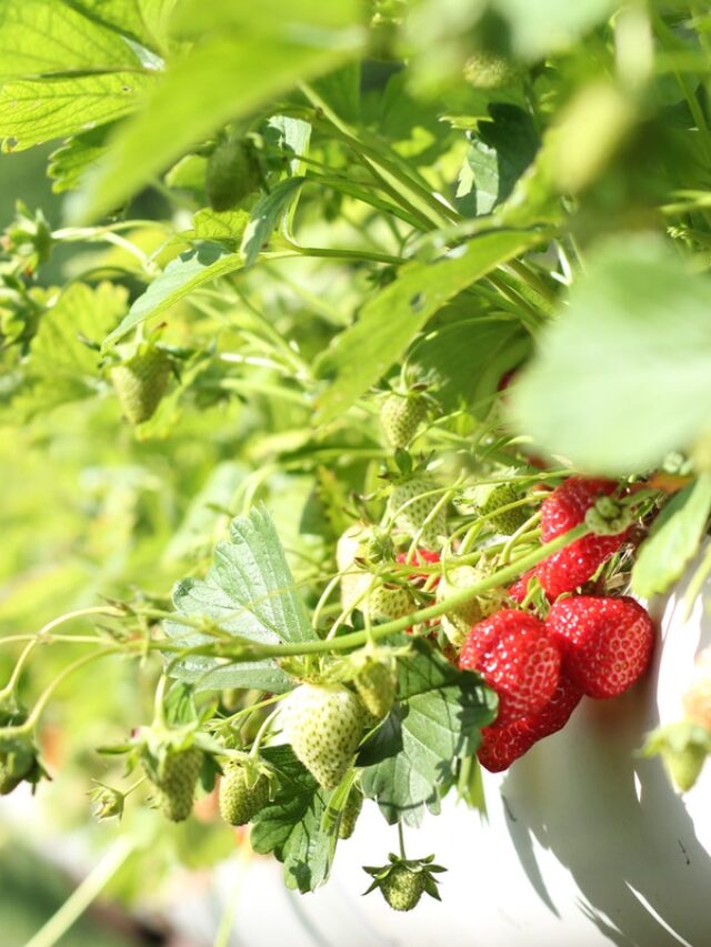 M Todo Simples Para Cultivar Morango Suspenso Confira Agrorural Net