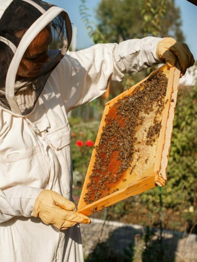 Viver de apicultura é possível? Aprenda os primeiros passos para viver do mel da abelha, confira
