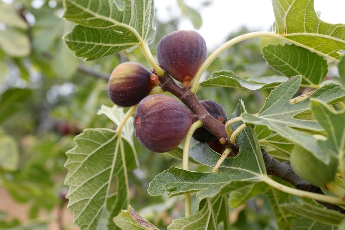 cultivar figos