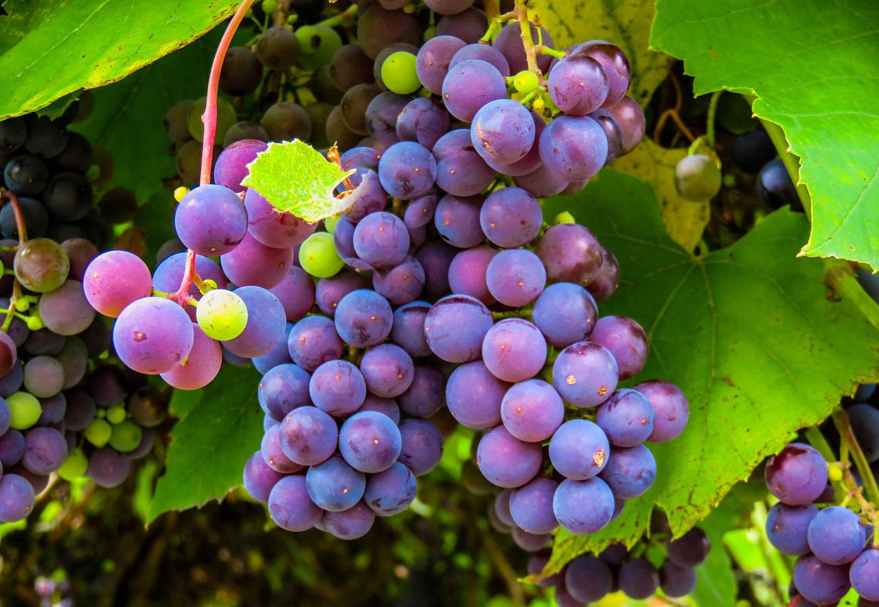 Como plantar uva de forma correta e eficaz