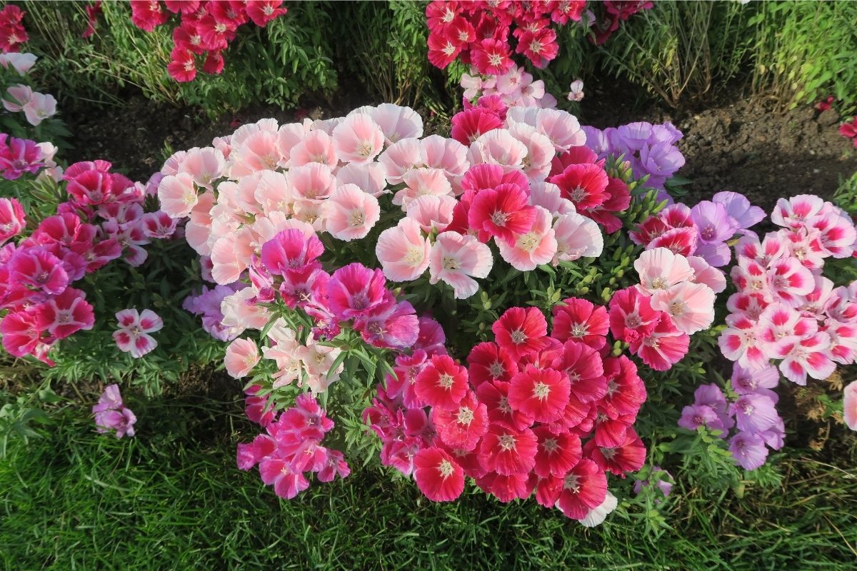 Monte um jardim de flores tropicais com crisântemo, alpinia e astromelia,  confira essas dicas especiais