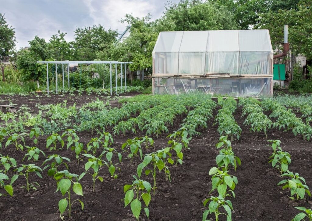 Como fazer uma estufa para proteger mudas novas de hortaliças, como