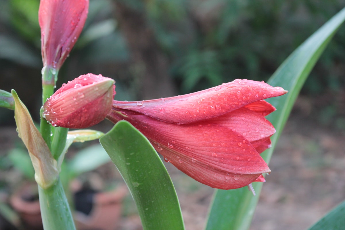 Deixe o seu jardim muito mais bonito: aprenda a plantar Amarílis -  