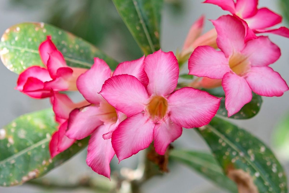 Como Cultivar Rosa Do Deserto Sem Dificuldades Estes Macetes Você Só Encontra Aqui 7757