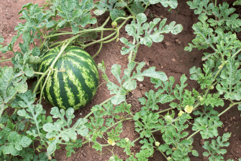 Aprenda De Maneira F Cil Como Plantar Melancia No Quintal Agrorural Net