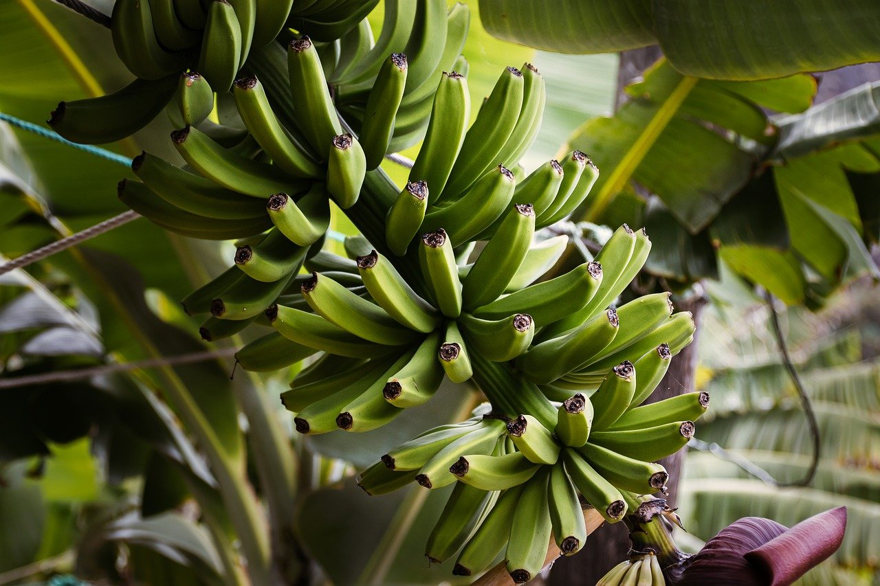 A T Cnica Certa De Como Plantar Banana A Partir Da Fruta Guia