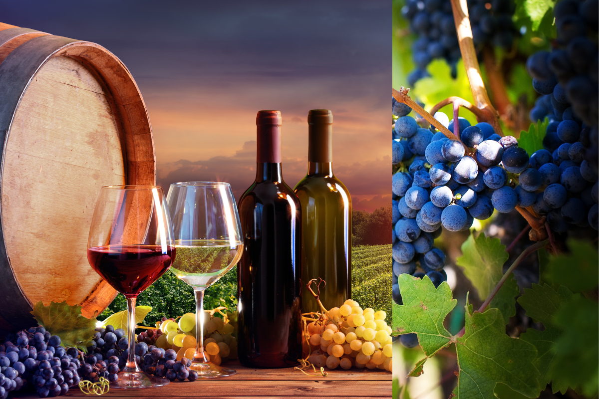 Vinhedo - Foto: CANVA