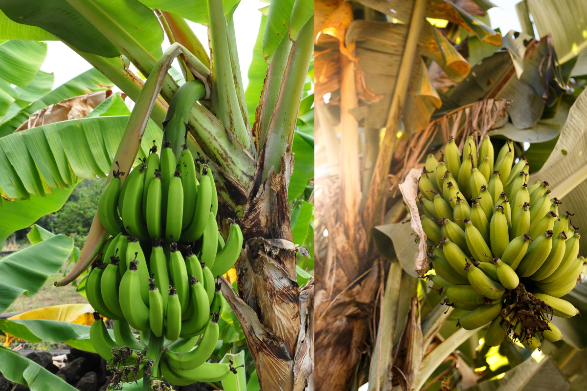 Banana - Foto: CANVA